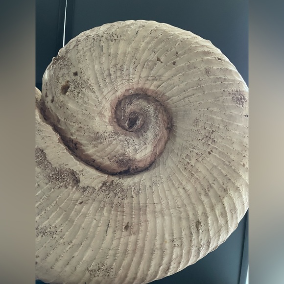 Design Toscanini Large Ammonite Fossil Sculpture On Museum Mount 18.5x18.5x4 - Picture 7 of 13